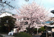 桜