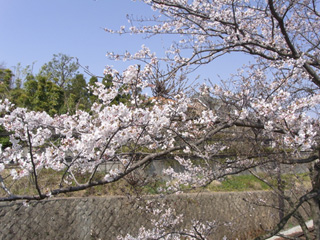 近所の桜